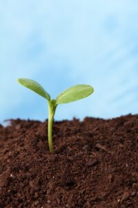 Soil Management on the Homestead Image